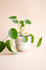 RUNO (midi) plant pot cover (beige) 13,5 cm