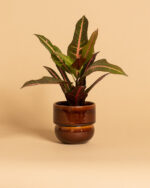 RUNO Small Plant Pot Cover (Honey) - Image 3