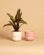 RUNO Set of Plant Pot Covers Size S + S (Beige + Pink)