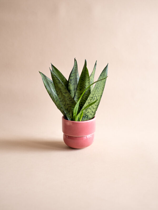 RUNO Plant Pot Cover (small) – dark pink