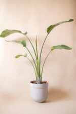 TUBBA 30 cm (gray) - Image 2