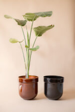 TUBBA - set of two  (honey+black)